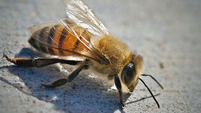 Enfrentó una nube de abejas con una manguera de agua
