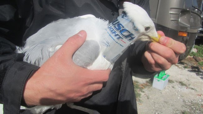 Horrible abuso contra aves en Florida
