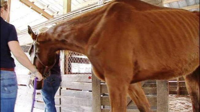 Continúa epidemia de caballos abandonados
