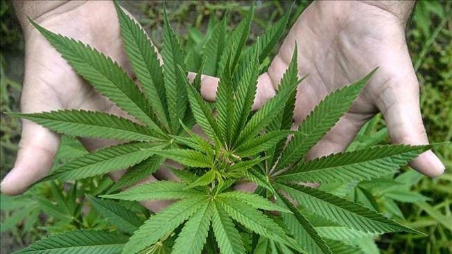 NFL dice no a la marihuana