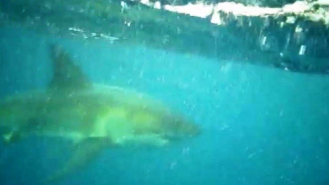 Tiburones al acecho