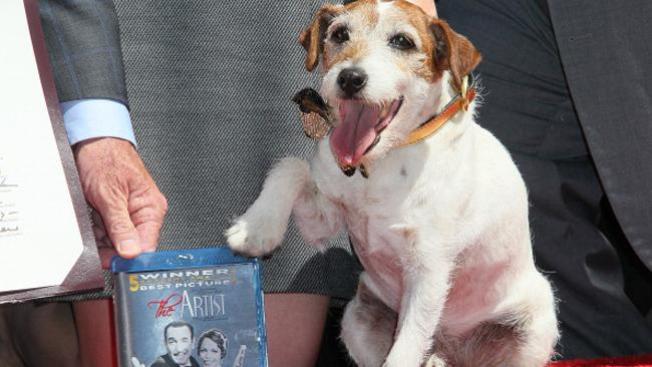 El perro de "The artist" ¡best-seller!