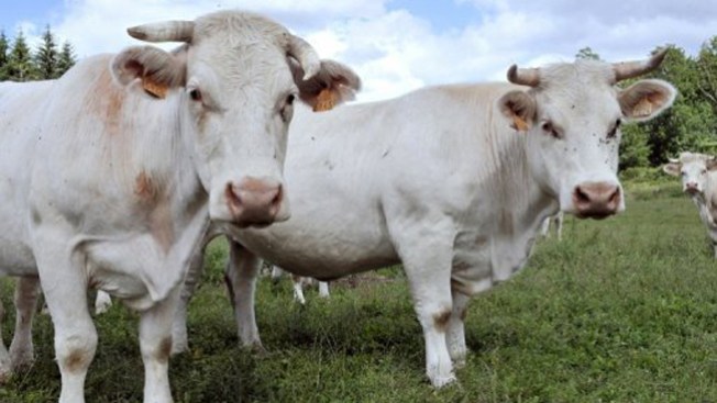 Vacas viudas contra corridas de toros