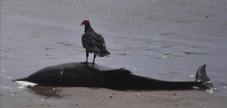 Misteriosas muertes en playas peruanas
